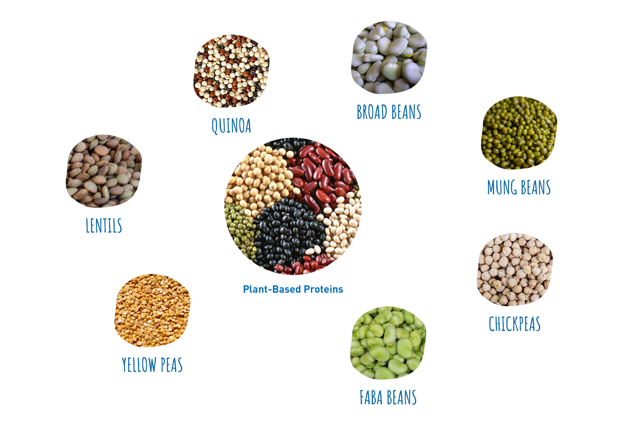 Plant Based Proteins Endeco Gmbh Examples Of Raw Materials